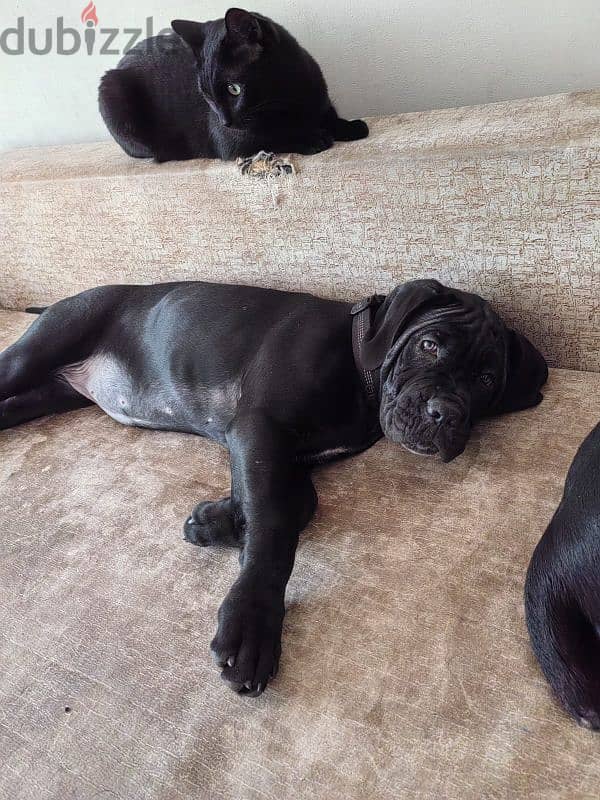 grey boy cane corso from Russia 3