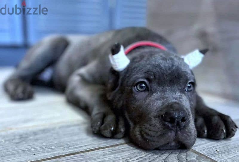 grey boy cane corso from Russia 4