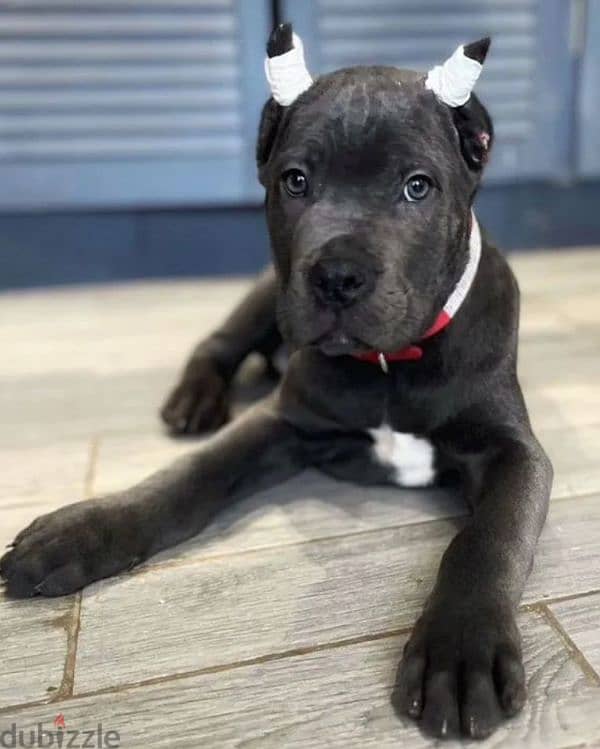 grey boy cane corso from Russia 6