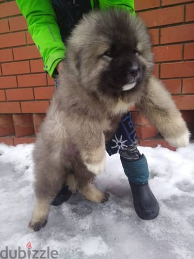 caucasian shepherd puppy boy from Russia