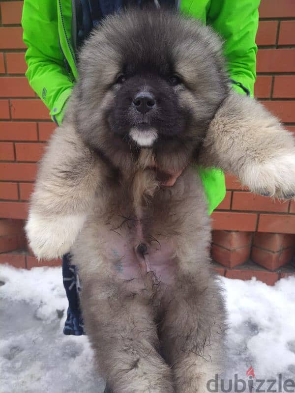 caucasian shepherd puppy boy from Russia 1