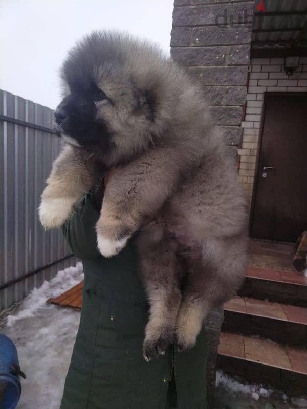 caucasian shepherd puppy boy from Russia 2