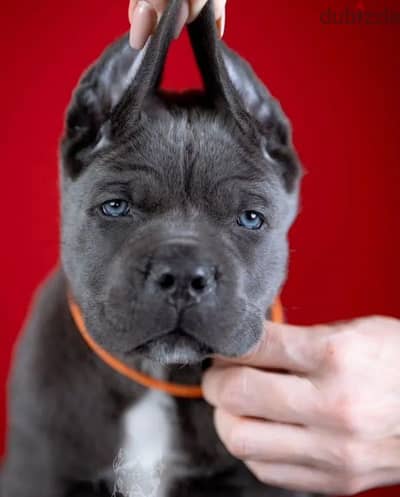 cane corso puppy boy from Russia