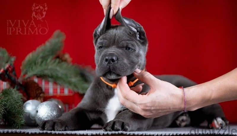 cane corso puppy boy from Russia 1