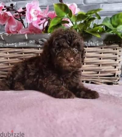 toy poodle boy from Russia