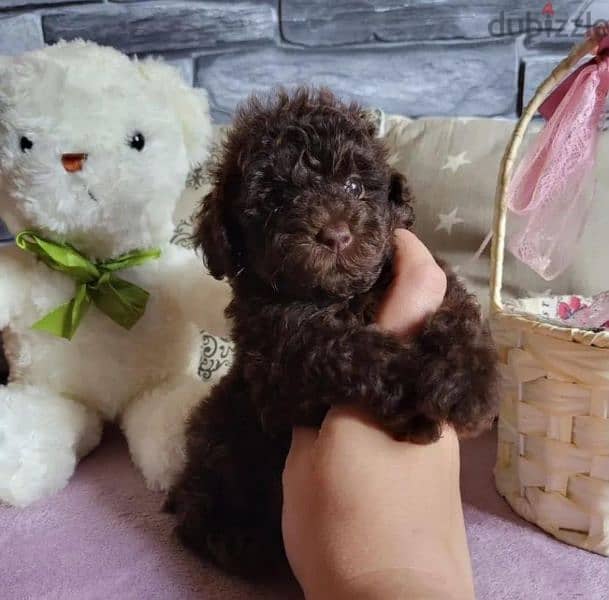 toy poodle boy from Russia 1