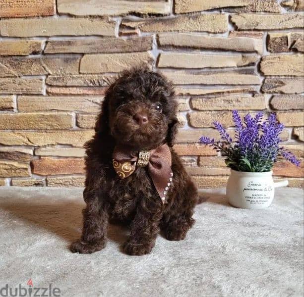 toy poodle boy from Russia 2