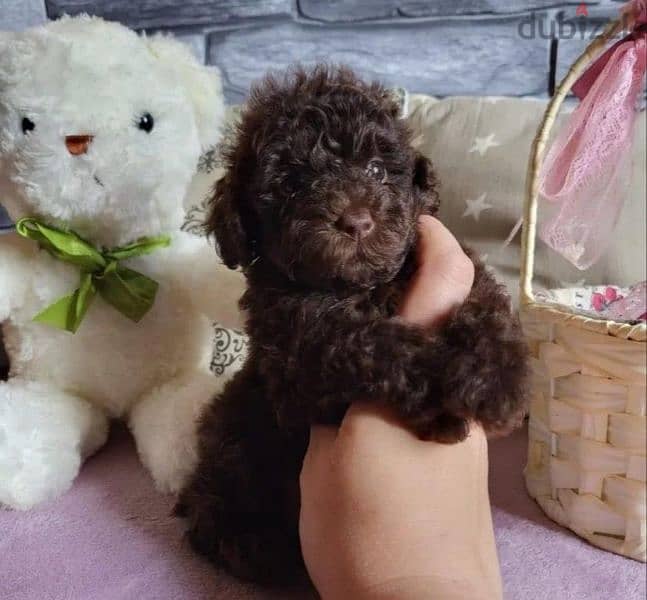 toy poodle boy from Russia 3