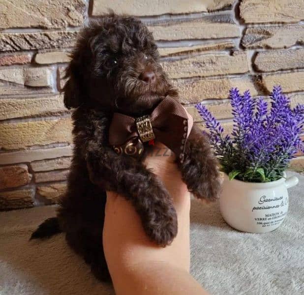 toy poodle boy from Russia 4