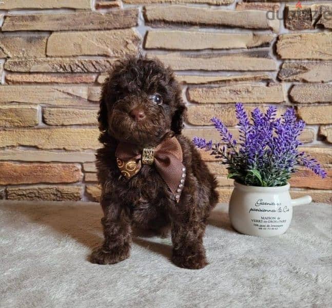 toy poodle boy from Russia 5