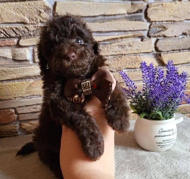 toy poodle boy from Russia 6