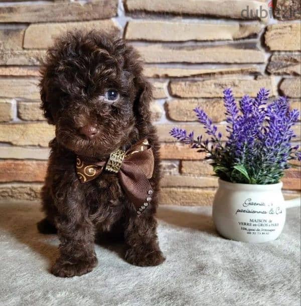 toy poodle boy from Russia 7