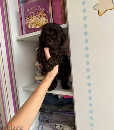 toy poodle Chocolate boy from Russia