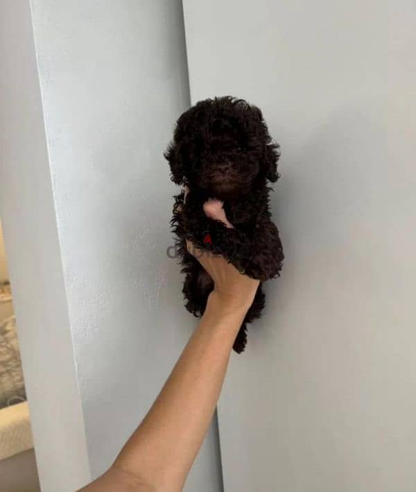 toy poodle Chocolate boy from Russia 1