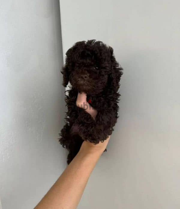 toy poodle Chocolate boy from Russia 2