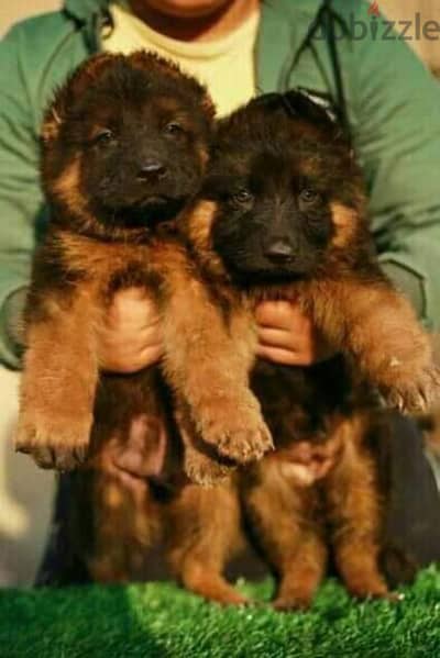 German Shepherd puppies 45 days pure