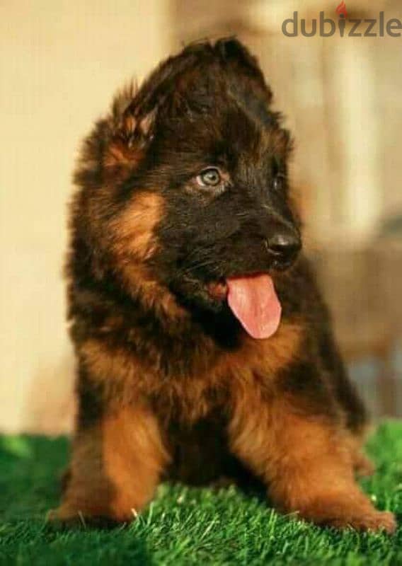 German Shepherd puppies 45 days pure 2