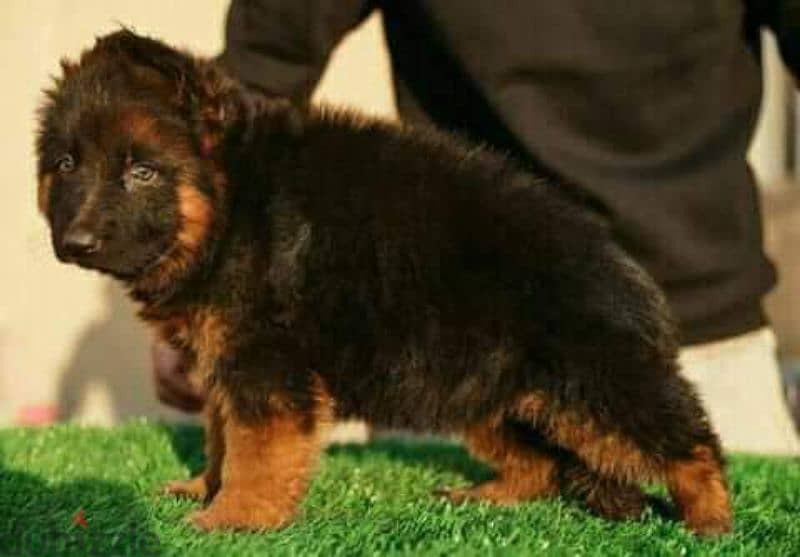 German Shepherd puppies 45 days pure 3