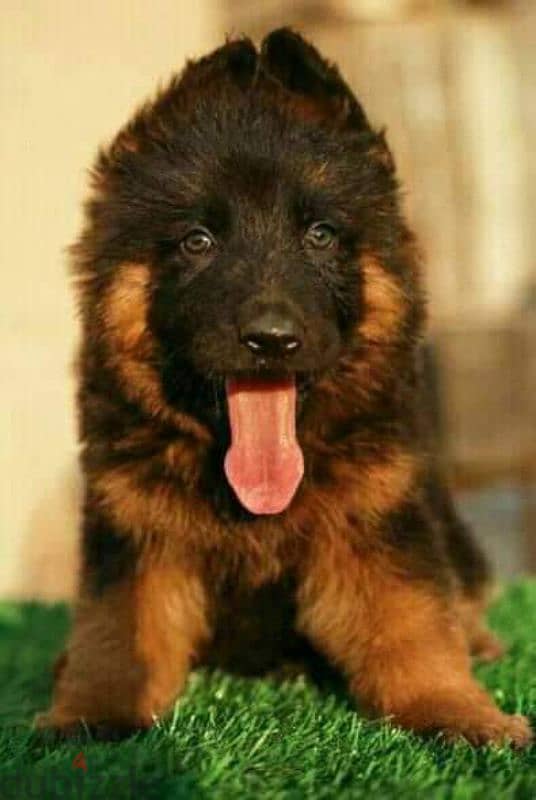 German Shepherd puppies 45 days pure 4