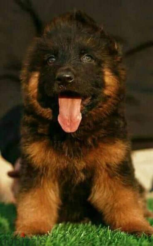 German Shepherd puppies 45 days pure 5