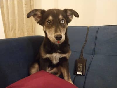 puppy for serious adoption / sale - جروة للتبني الجاد / البيع