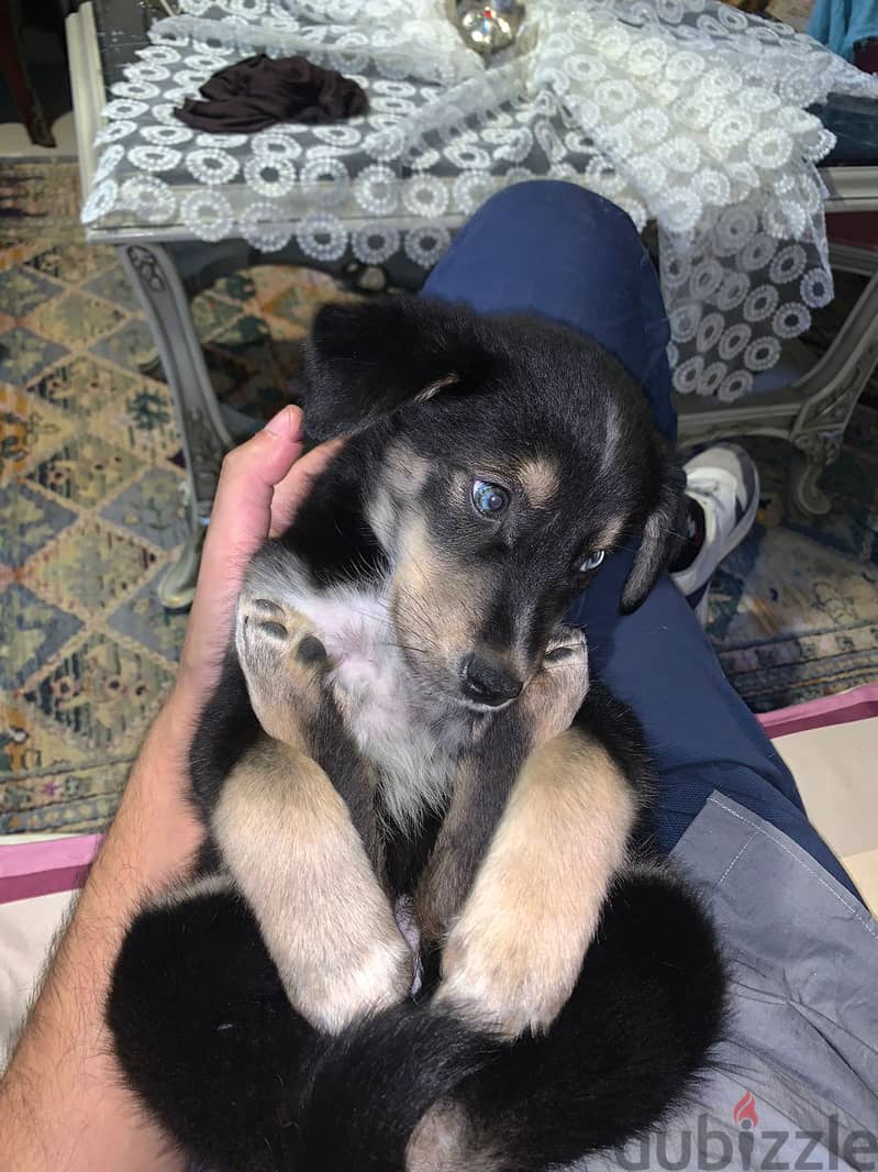 puppy for serious adoption / sale - جروة للتبني الجاد / البيع 4