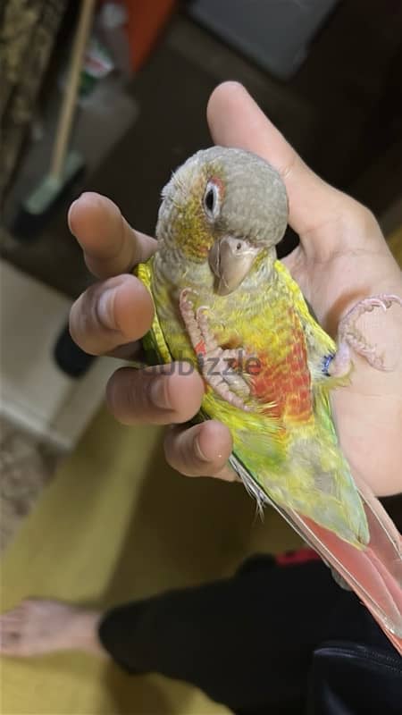 Pineapple Conure باينبول كونيور 0