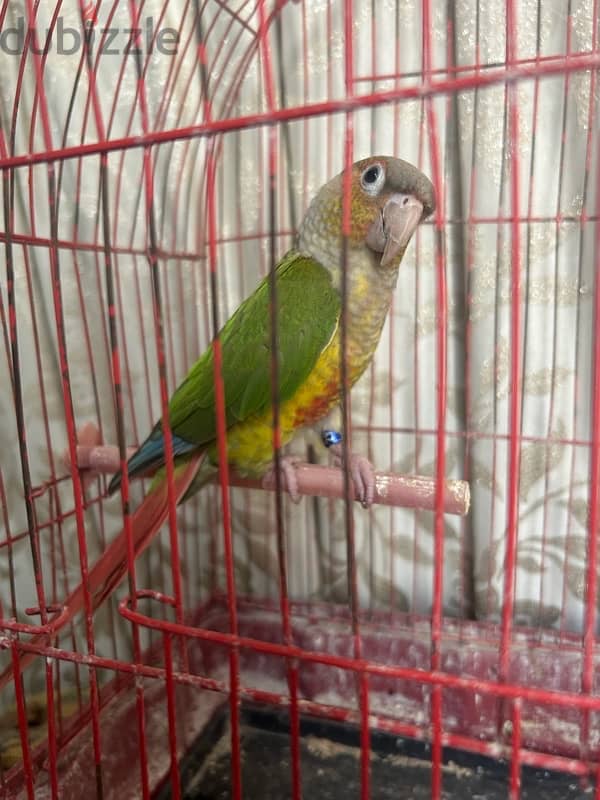 Pineapple Conure باينبول كونيور 1