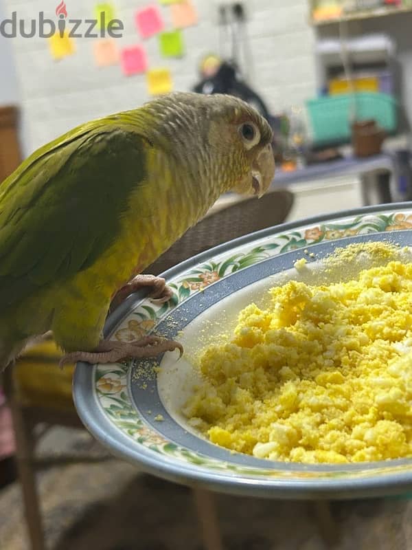 Pineapple Conure باينبول كونيور 2