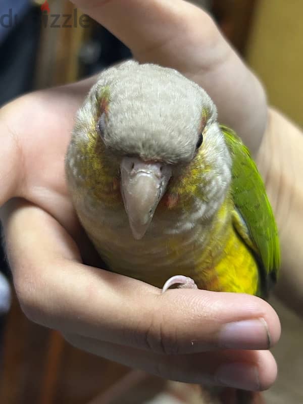 Pineapple Conure باينبول كونيور 3