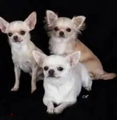 شيواوا chihuahua