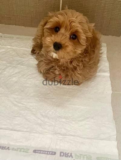 Maltipoo Dog (3 months) كلب مالتيبو 3 شهور