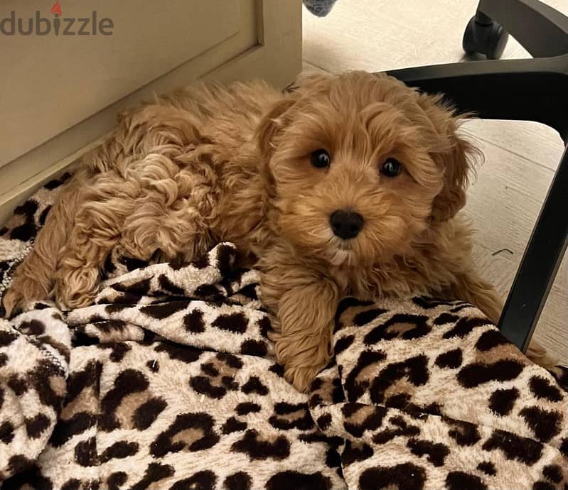 Maltipoo Dog (3 months) كلب مالتيبو 3 شهور 2