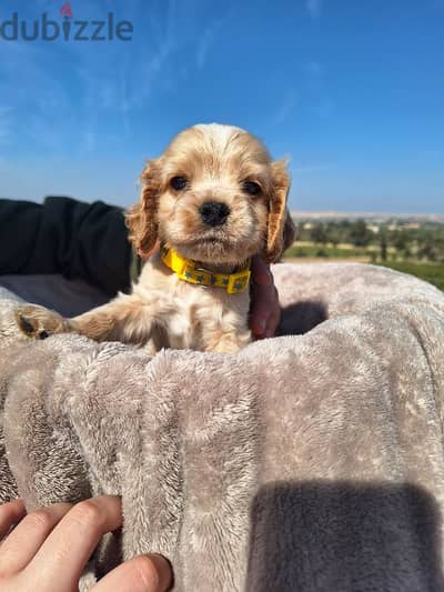 american cocker spaniel كوكر سبانيل