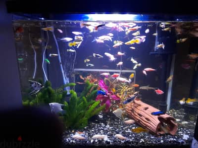 Fish tank