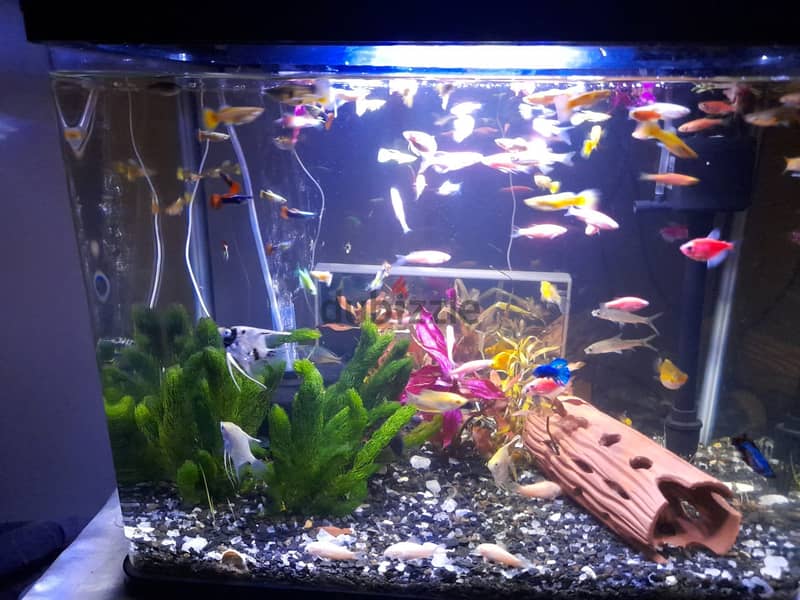 Fish tank 1