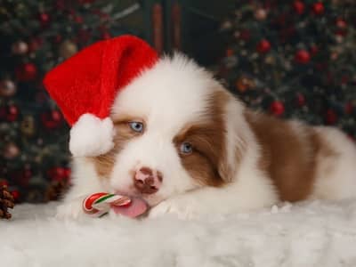 champion bloodline Australian shepherd puppies, FCI PEDIGREE