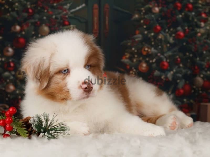 champion bloodline Australian shepherd puppies, FCI PEDIGREE 1