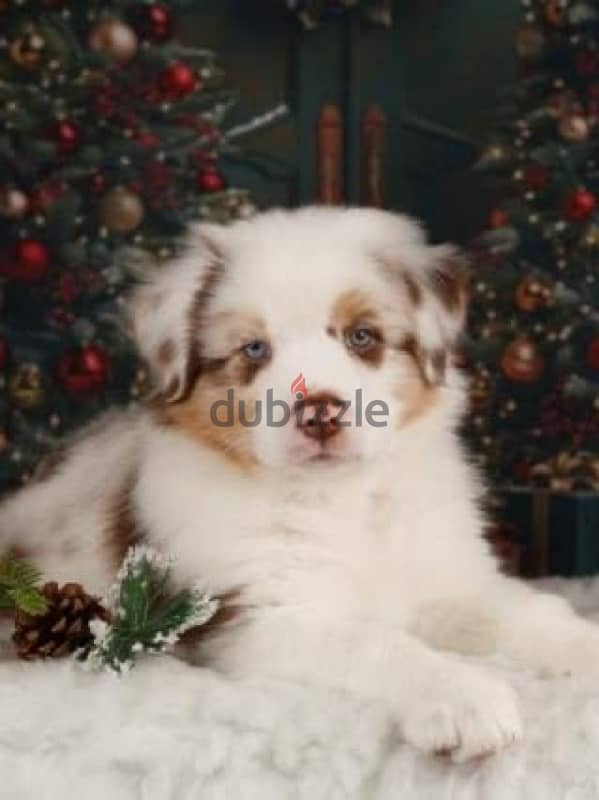 champion bloodline Australian shepherd puppies, FCI PEDIGREE 3