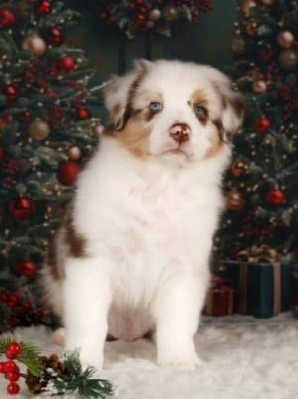 champion bloodline Australian shepherd puppies, FCI PEDIGREE 5