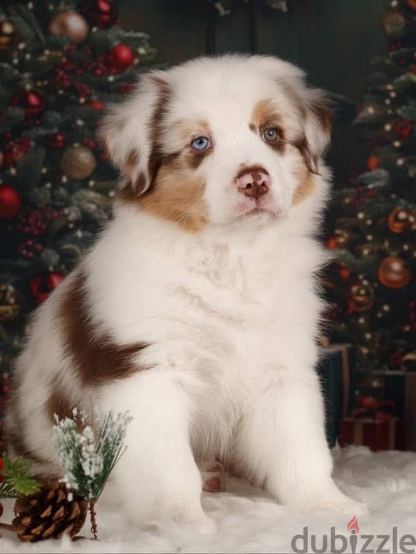 champion bloodline Australian shepherd puppies, FCI PEDIGREE 6