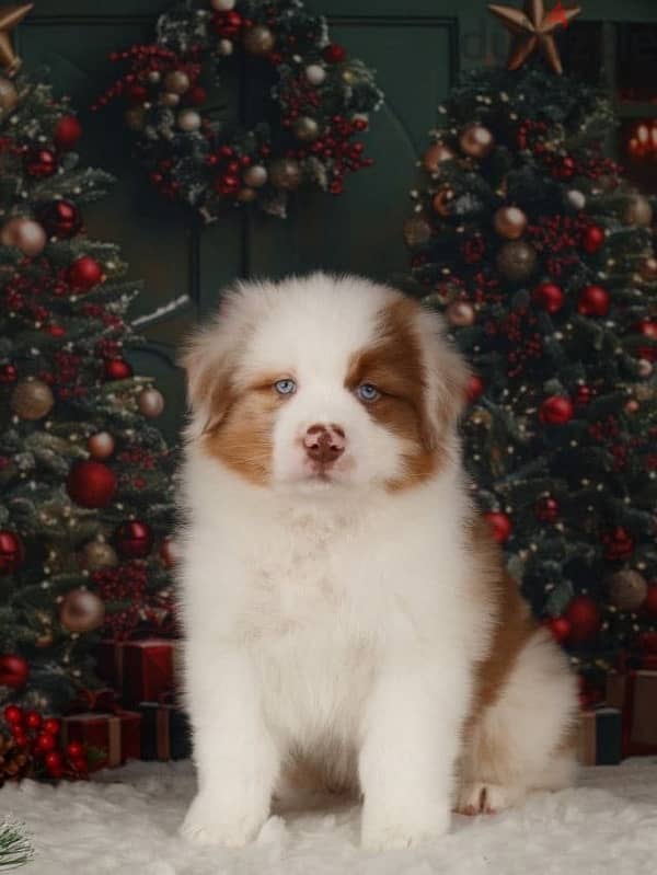 champion bloodline Australian shepherd puppies, FCI PEDIGREE 7