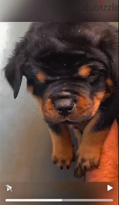 top rottweiler puppies