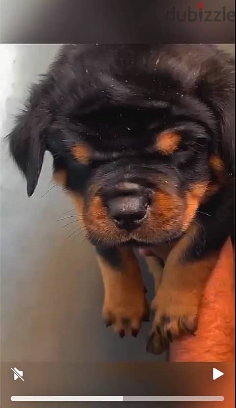 top rottweiler puppies 0