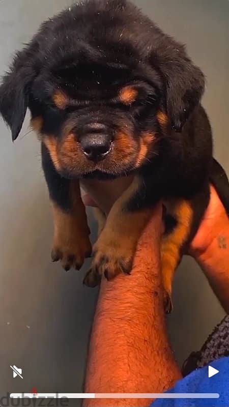 top rottweiler puppies 1