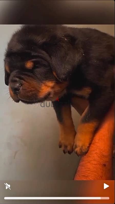 top rottweiler puppies 2