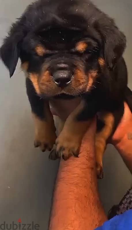 top rottweiler puppies 3