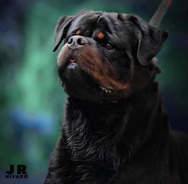 top rottweiler puppies 4