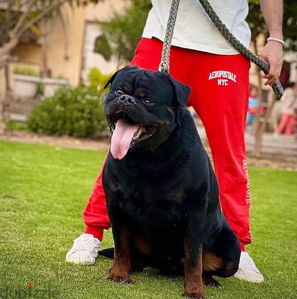 top rottweiler puppies 5