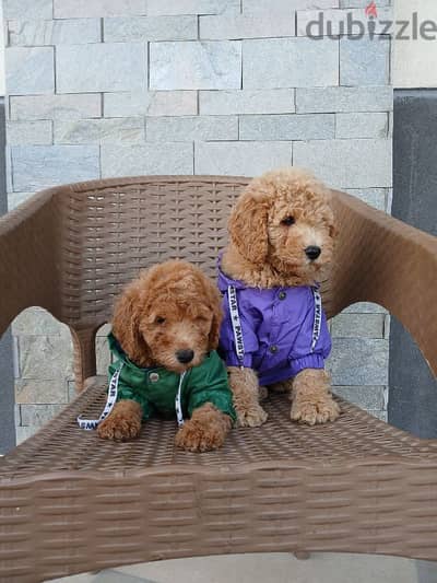 Poodle puppies